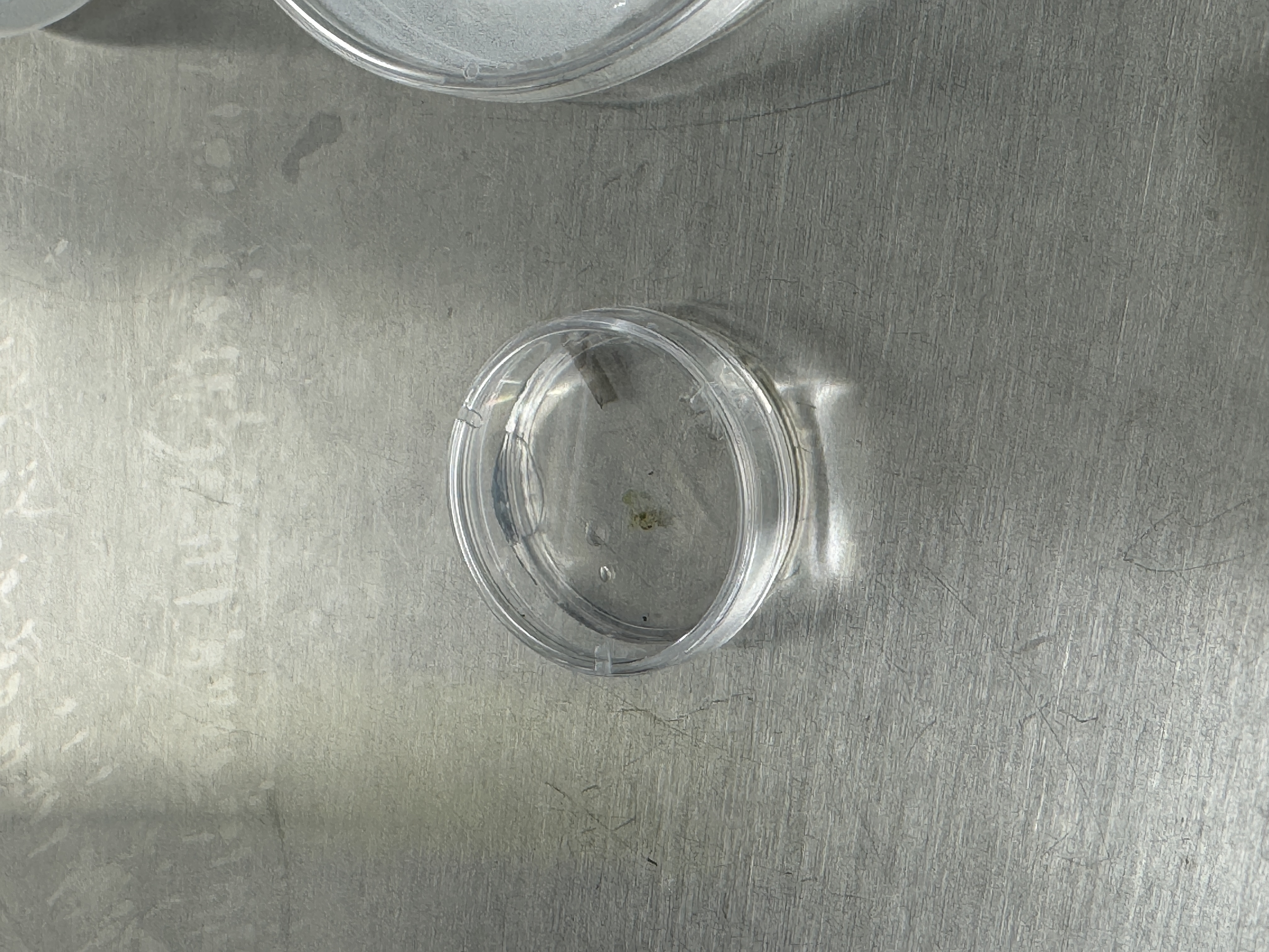Lil Arabidopsis seedling mounted onto slide