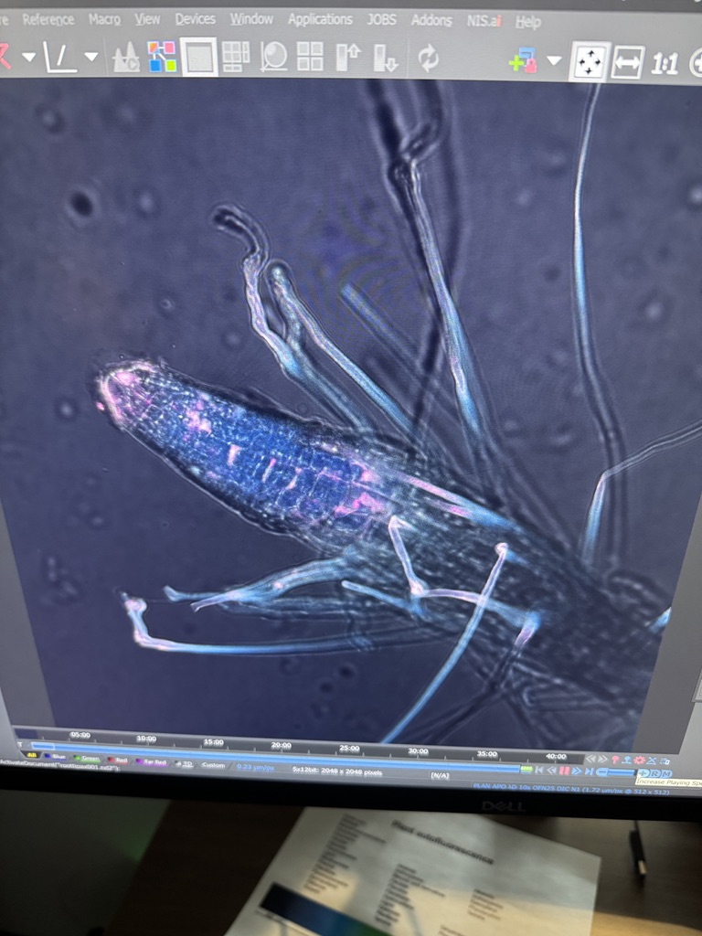 A preview from the first frame of the timelapse showing the root tip
