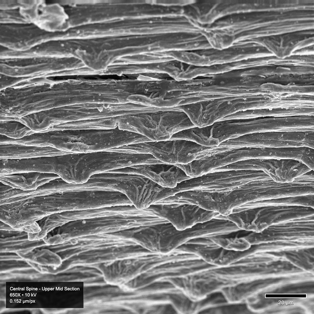 Image of microscopic spines on Echinocereus relictus