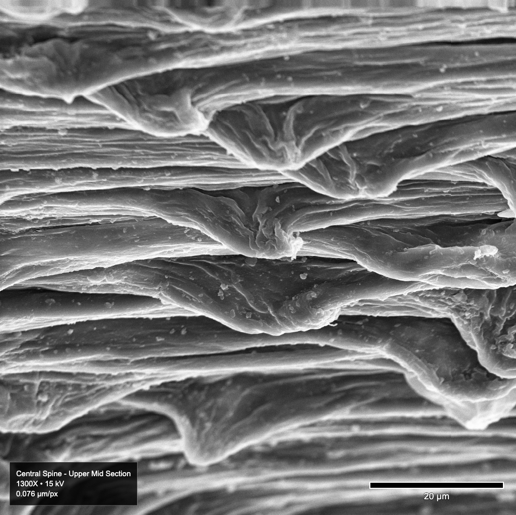 Image of microscopic spines on Echinocereus relictus