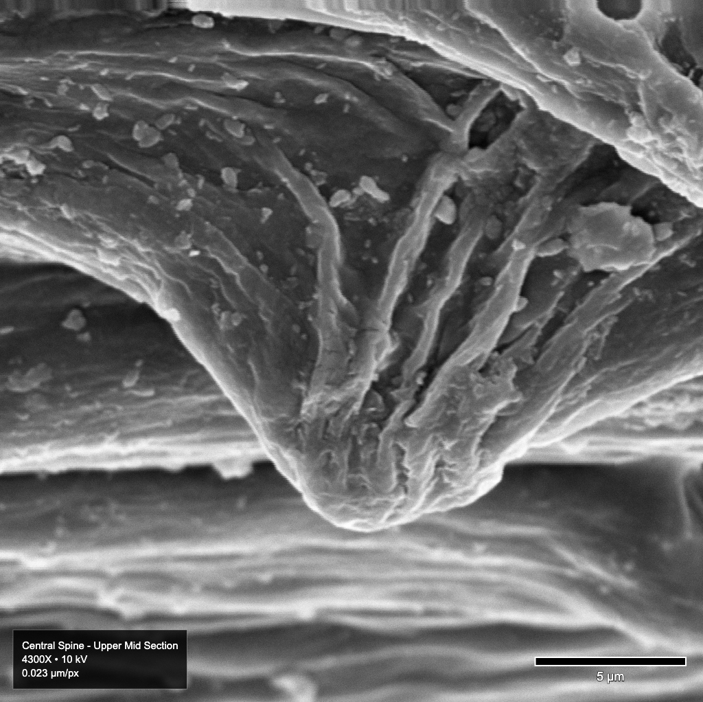 Image of microscopic spines on Echinocereus relictus