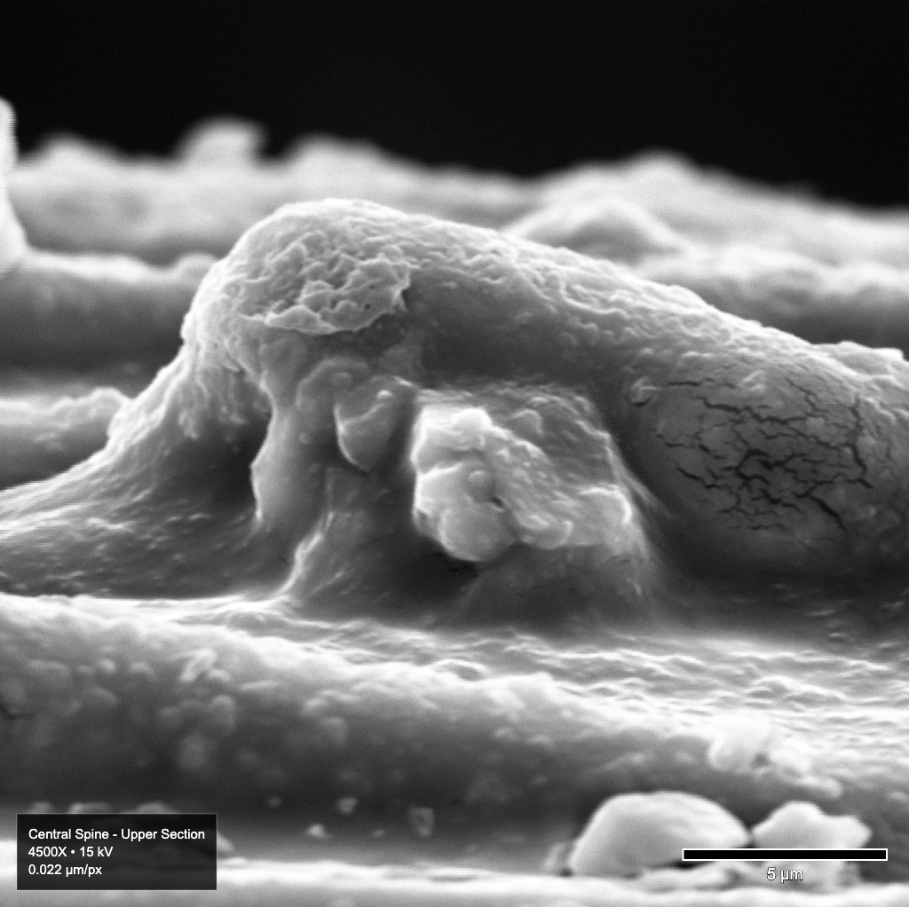Image of microscopic spines on Echinocereus relictus
