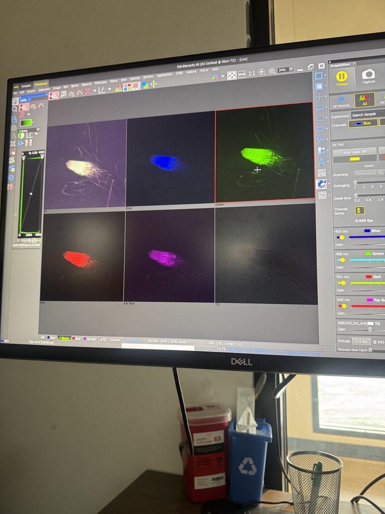 A split channel view of the root tip