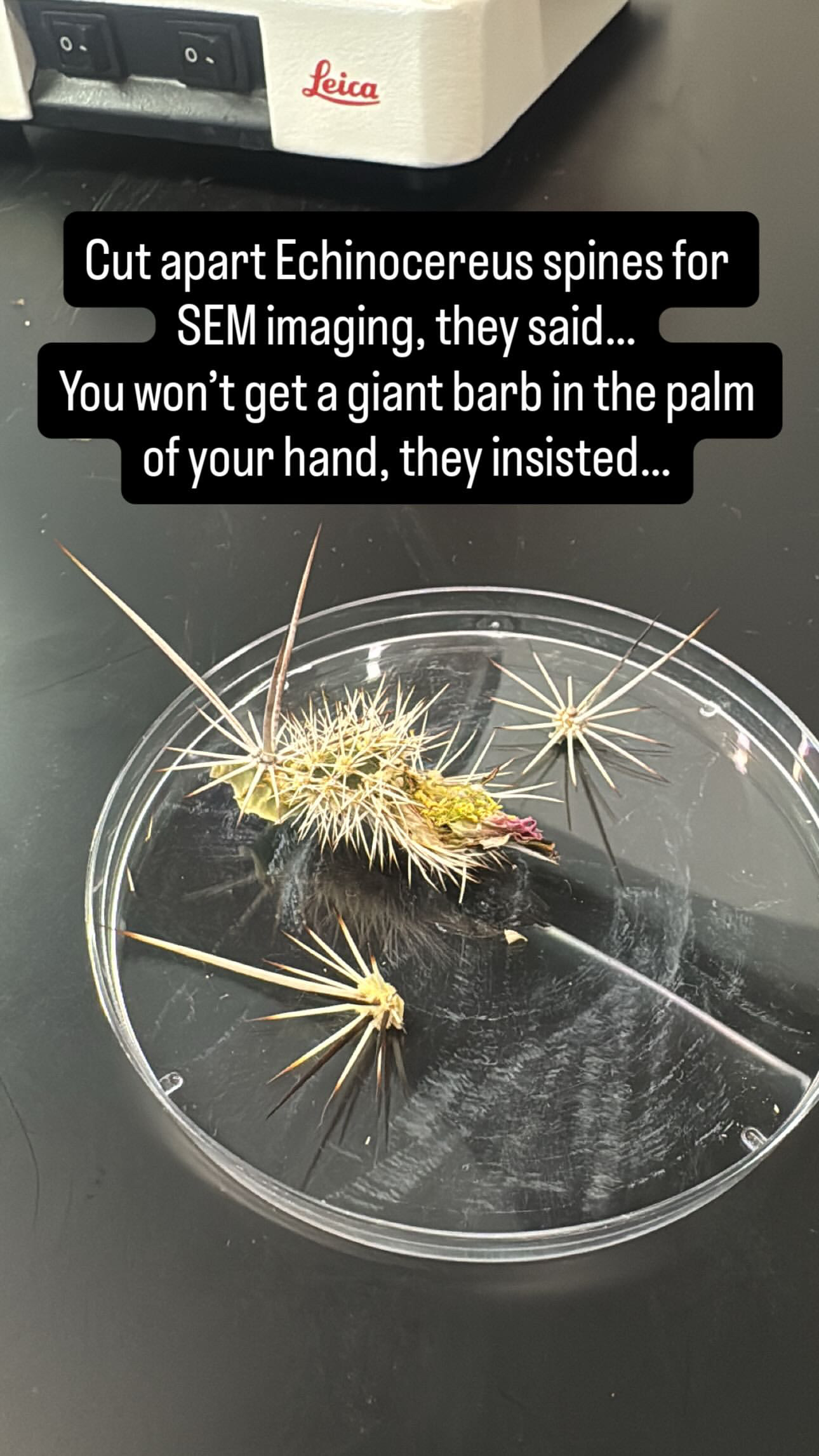 Prepping the cacti for imaging