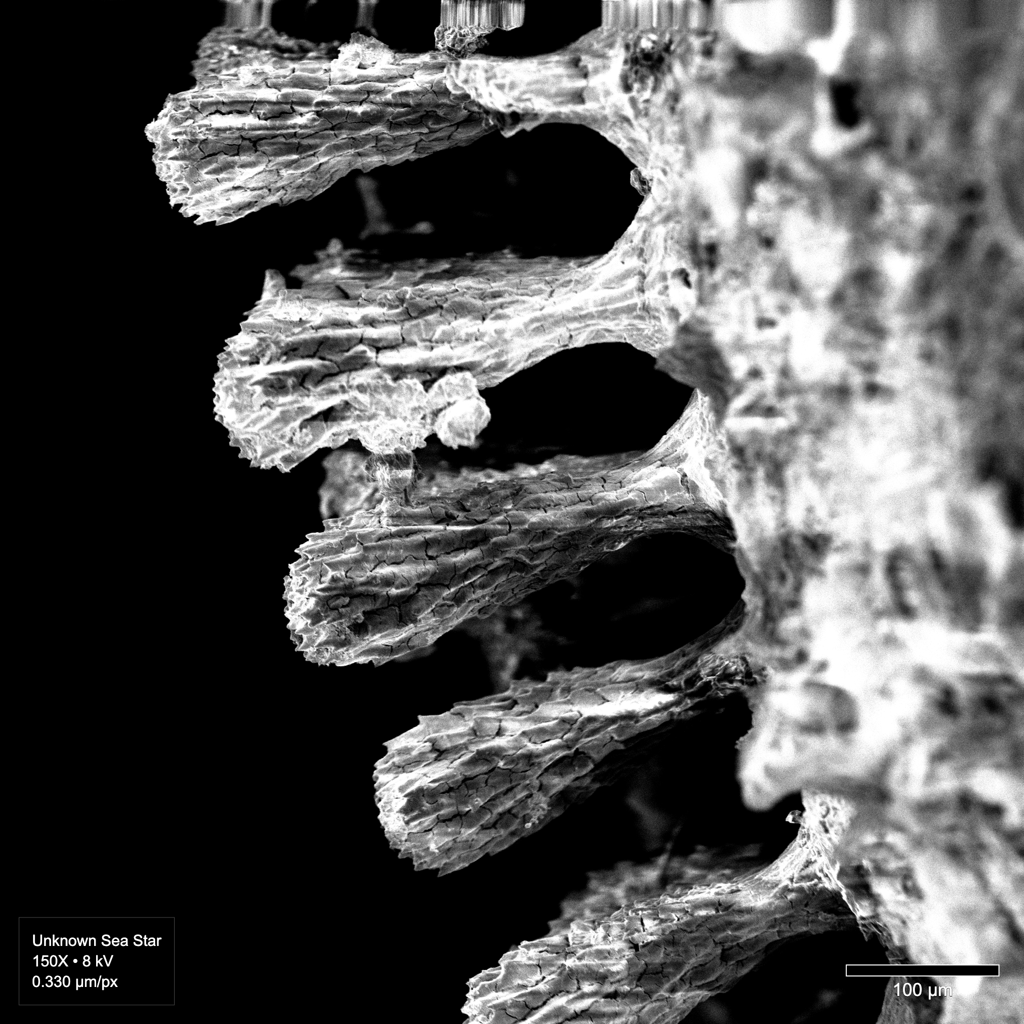 A micrograph exhibiting charging