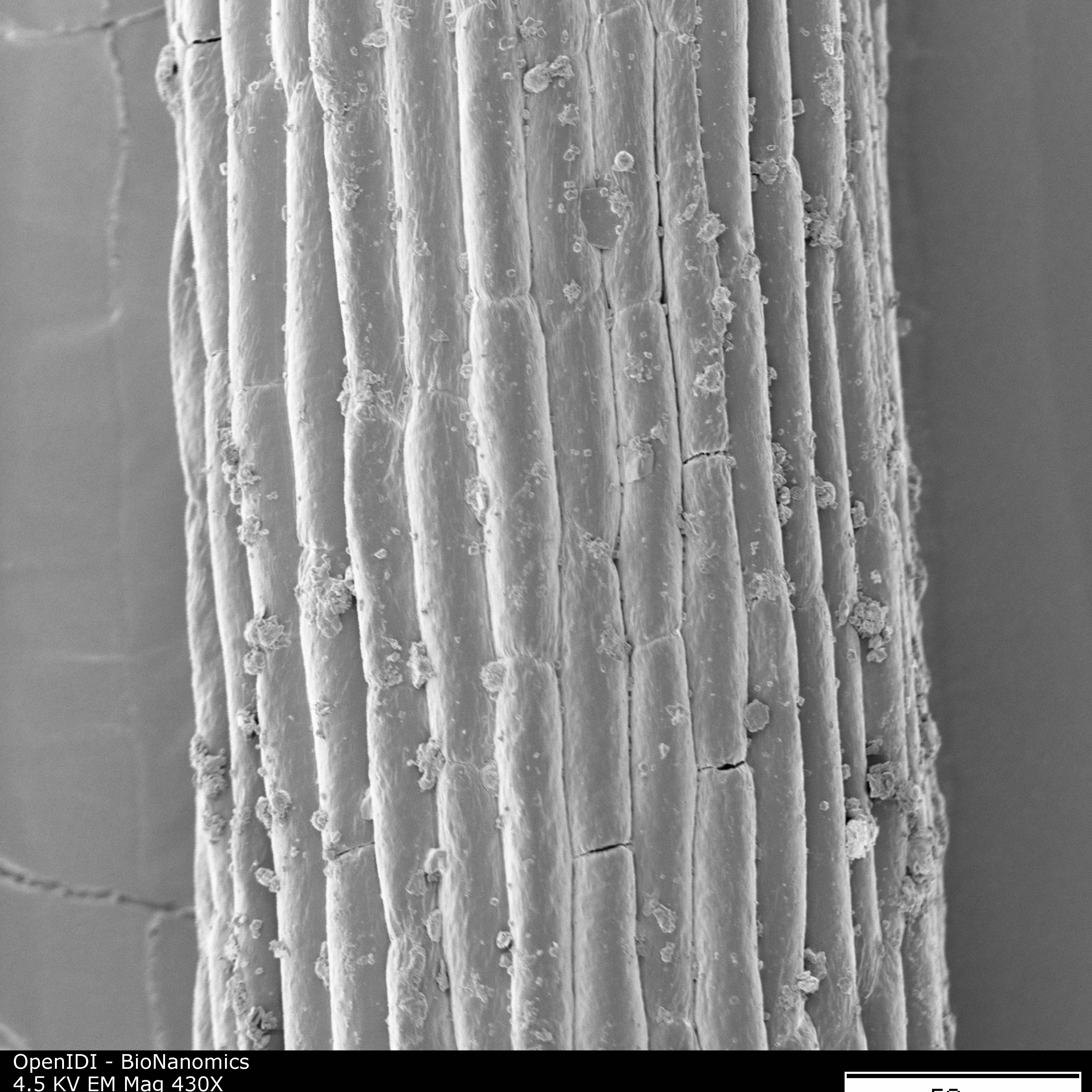 A well-coated sample